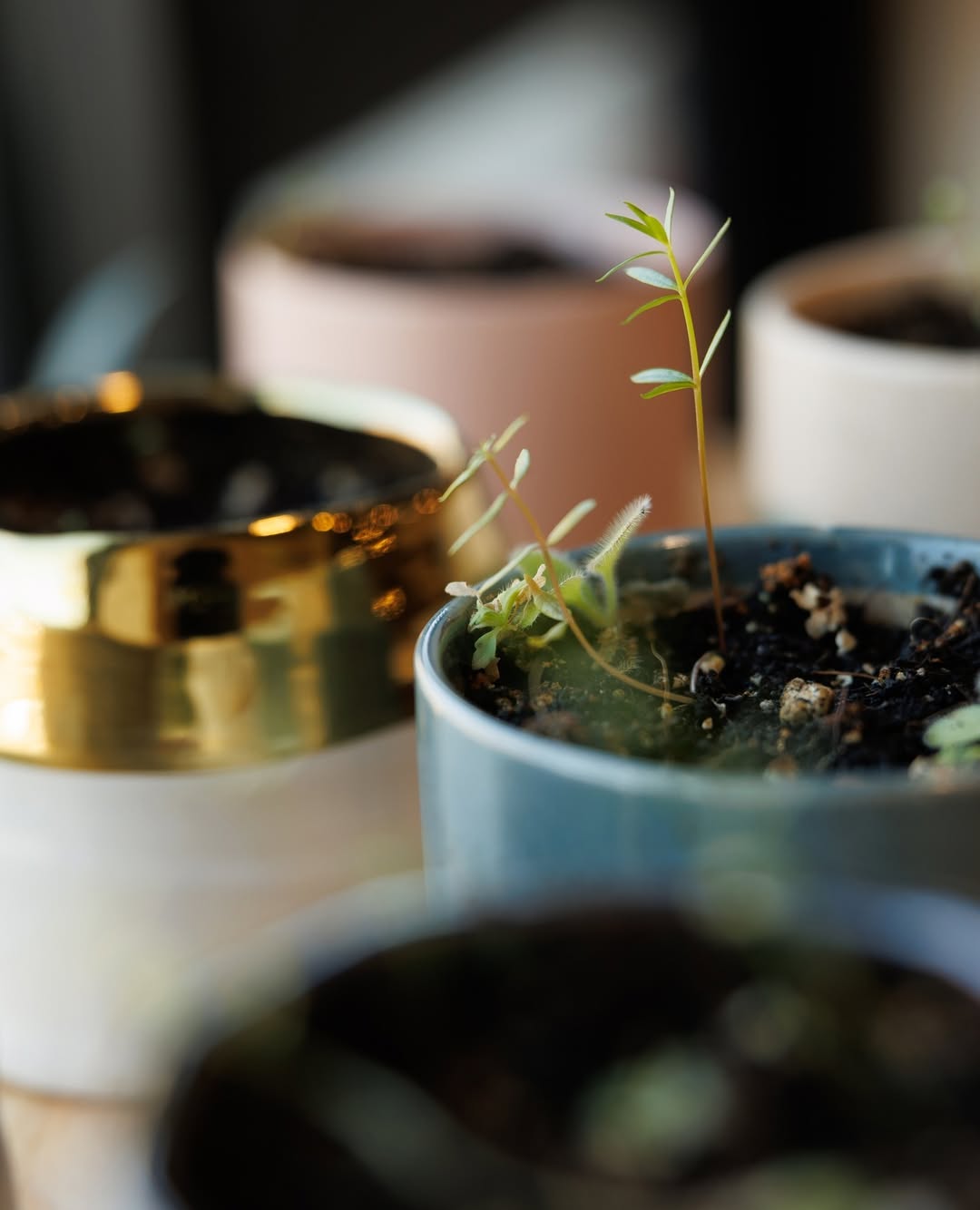 Final Thoughts: Why The Growing Candle is More Than Just a Candle