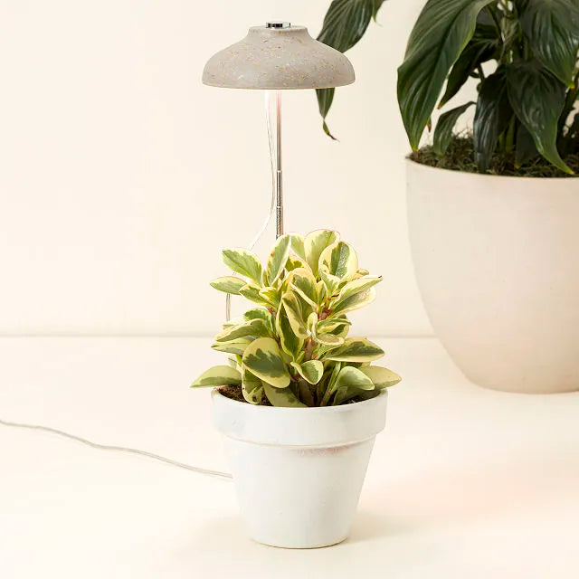 Instant Sun Lamp