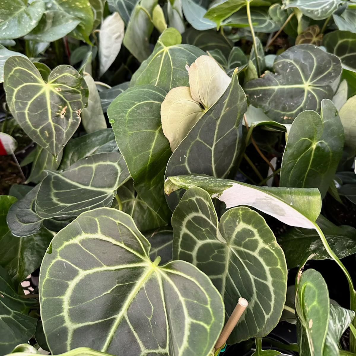 Beyond Plants: Community Engagement and Expert Guidance