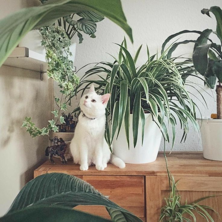 From Rare Finds to Everyday Greens: Our Honest Review of PLHC’s Plant Picks