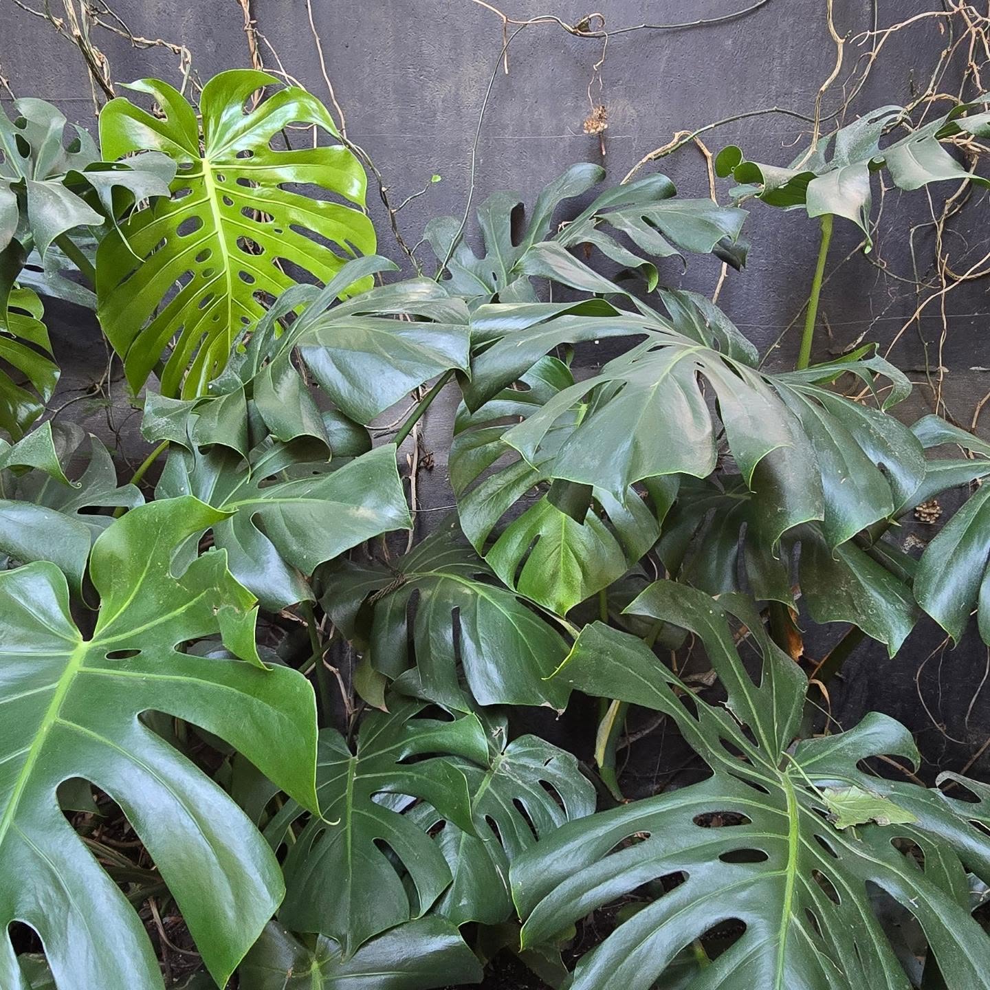 Houseplant Care Tips from the Experts at PLHC